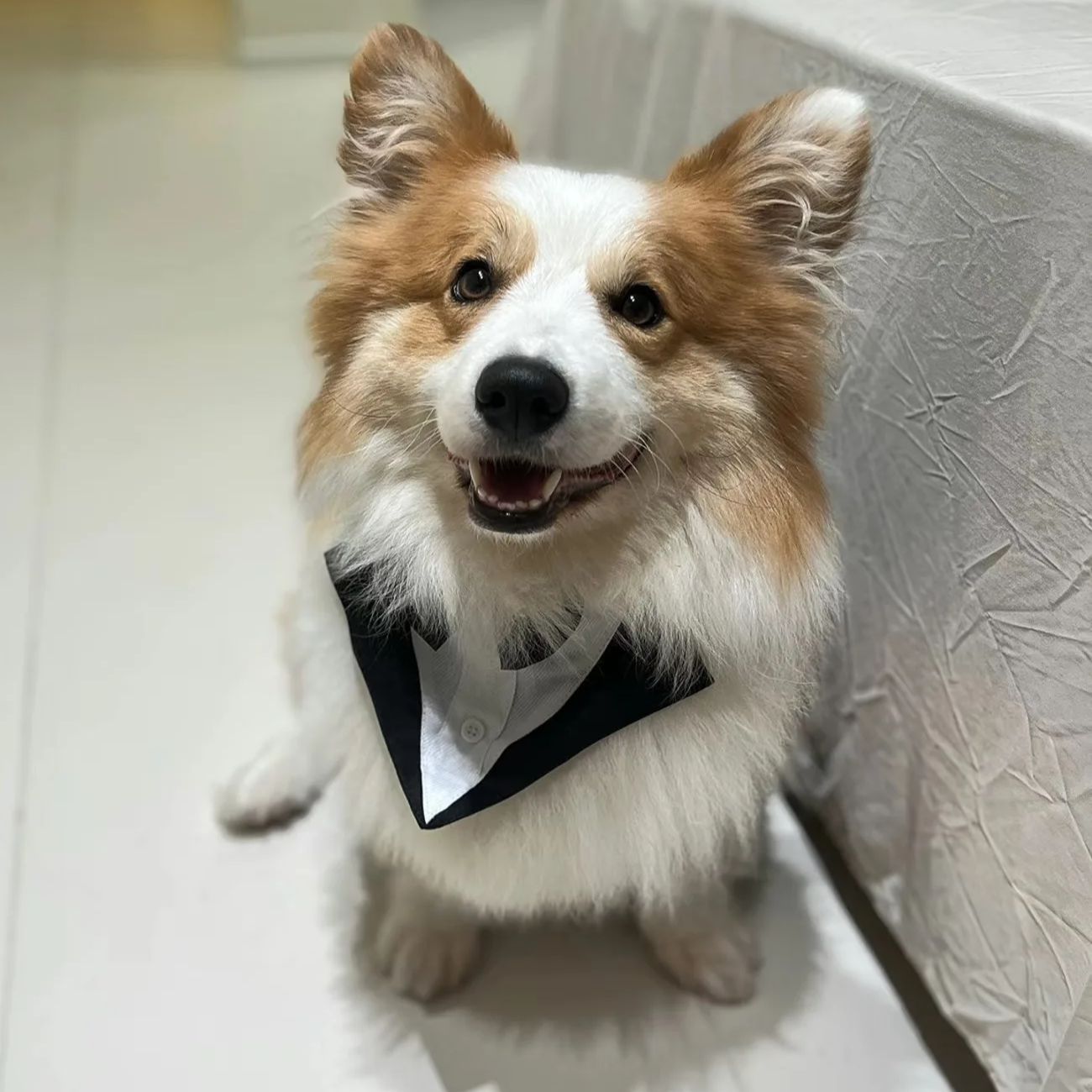 Ropa para Perros, Traje Formal - Suitsupply Wedding Tuxedo reseña y precio
